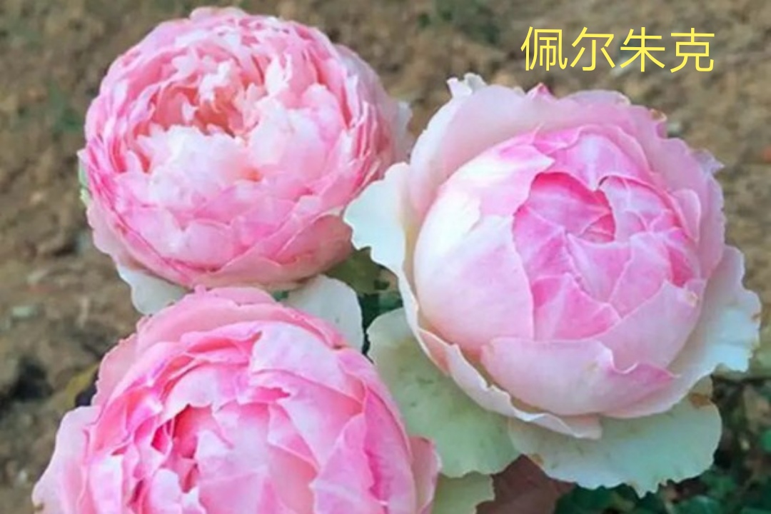 茶花女月季图片大全（常见切花月季品种一览）