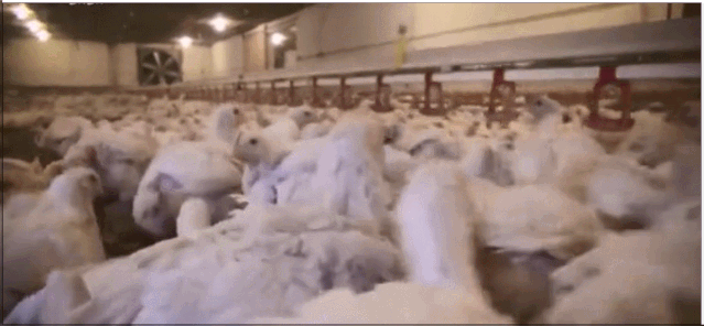 残酷！全球每年有70亿只小鸡，一出生就被送入绞碎机，做成了猫粮