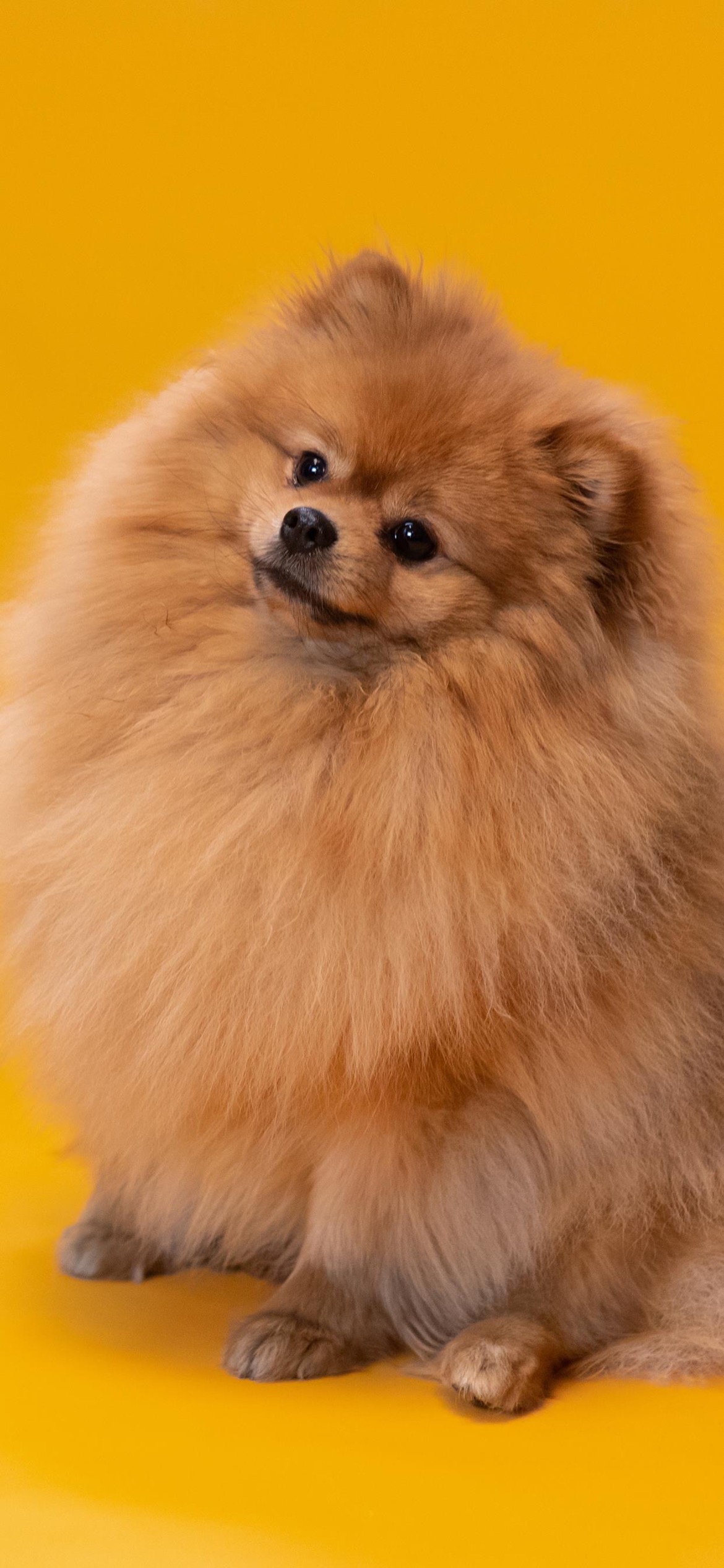 萌宠壁纸|一个我,一只狗,我们都是单身狗