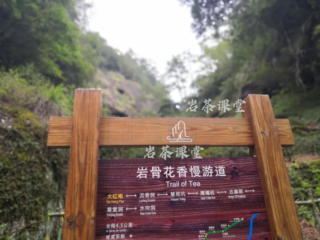 10000元一斤的岩茶，有苦涩味吗？4段经典故事，看懂苦涩味