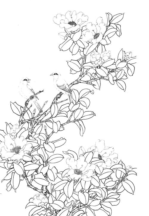 茶花高清白描线稿图片下载53幅