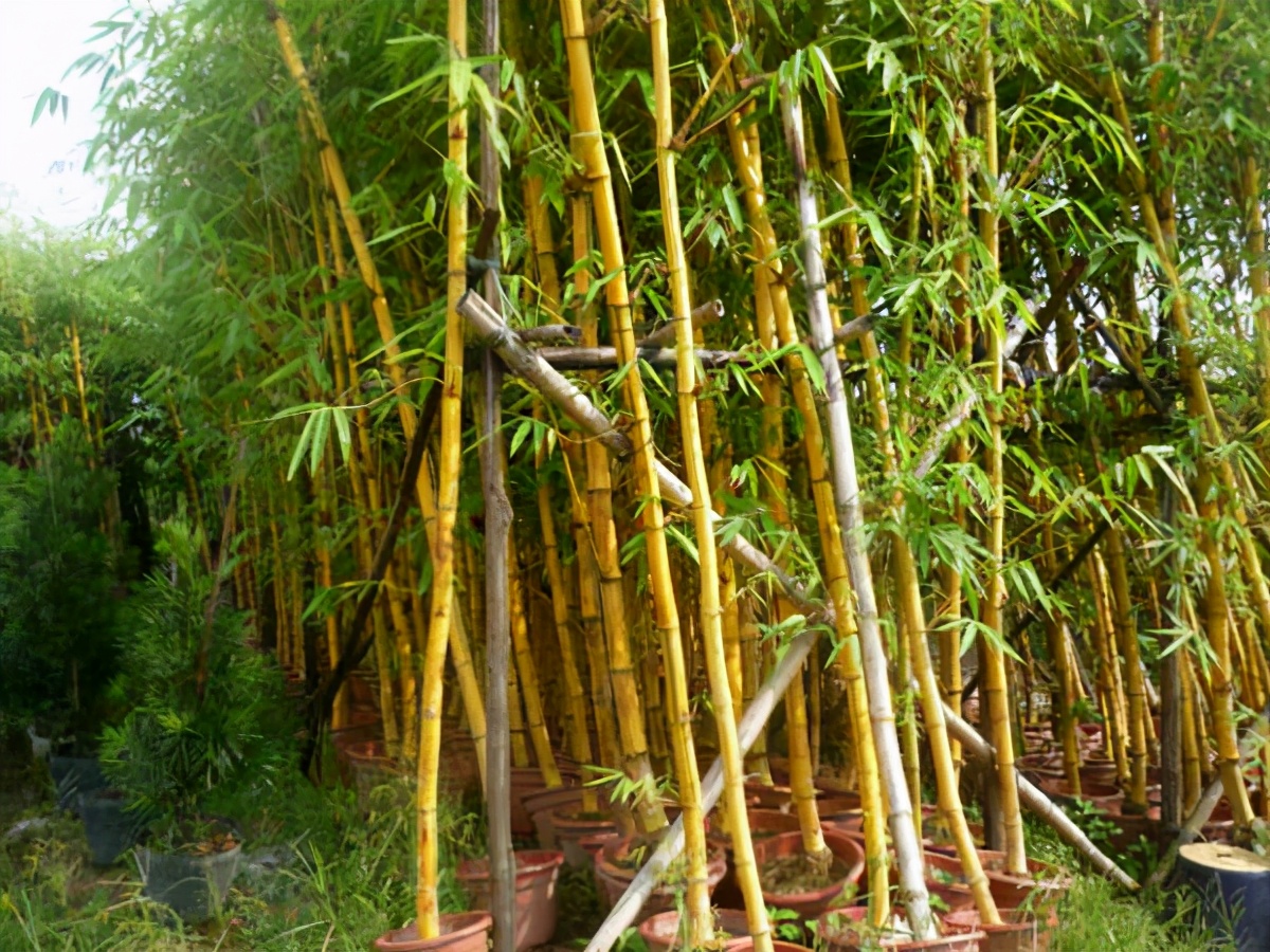 小琴丝竹图片(盘点以下45种竹子观赏图集)
