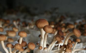 草菇图片大全（三十一种常见的菌类蘑菇图片）