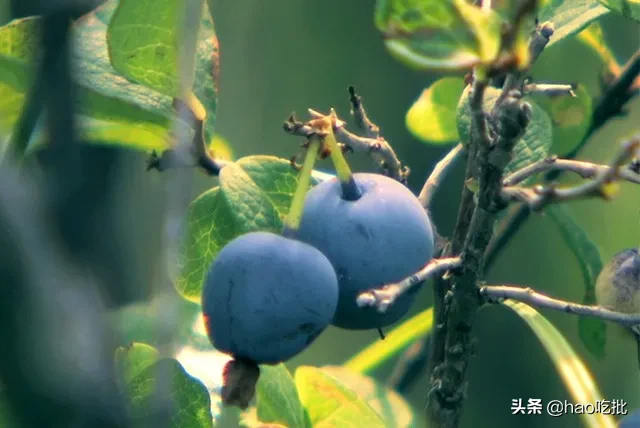 每喝一口,都像咬破了近百颗野生蓝莓,你喝过蓝莓原浆吗?