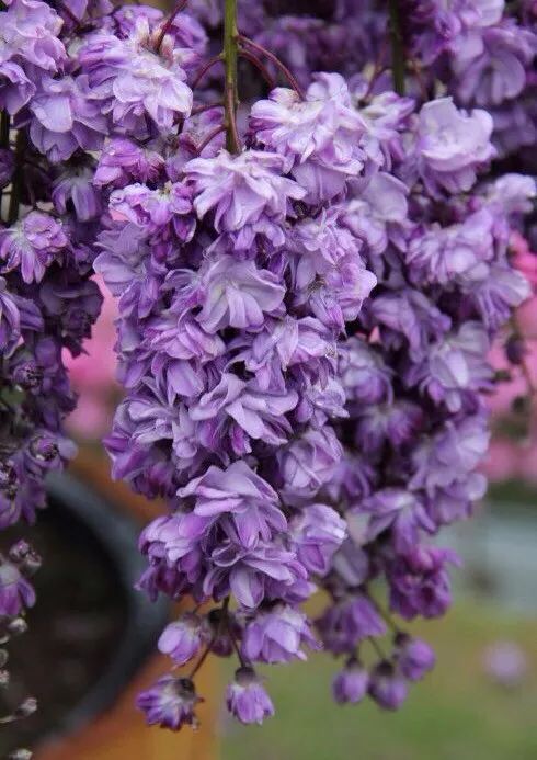 紫藤品种介绍集锦,你喜欢的是哪一种?