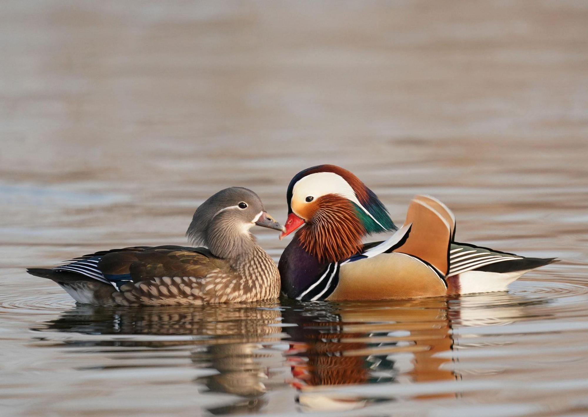 对爱情"忠贞不渝"的鸳鸯?