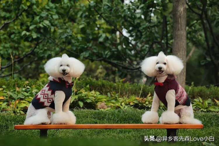 十大迷你宠物养殖项目：五种适合家养的小型宠物狗推荐