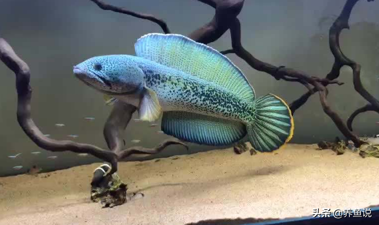 巴卡雷龙鱼多少钱一条观赏鱼的魅力