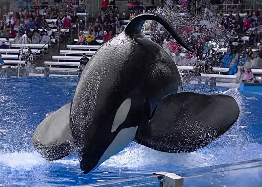 伯尔尼大学（世上第二聪明的动物）