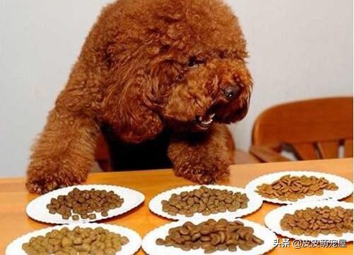 注意：这5种美食，对泰迪犬伤害很大！