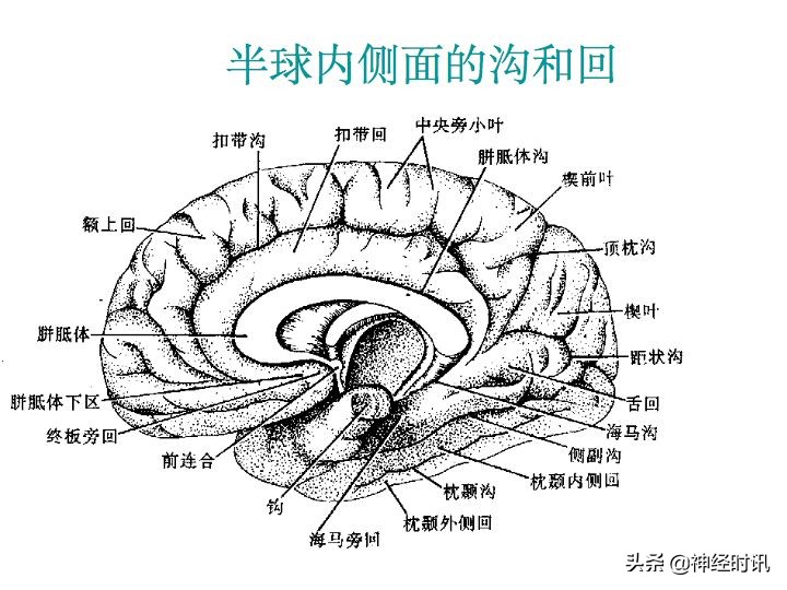 神經系統解剖及功能（全155張）