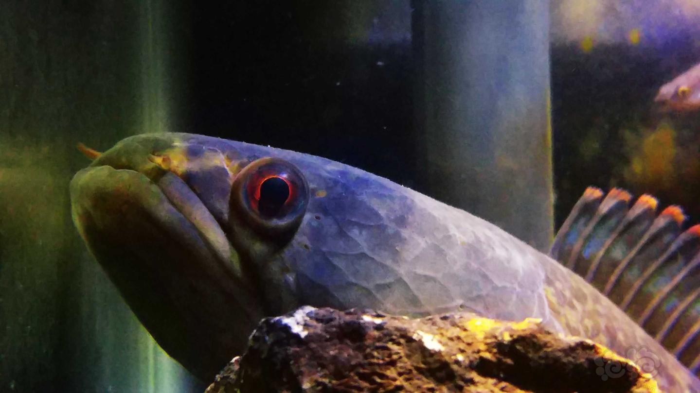 霸氣的七彩雷龍魚 既好看又好養 我們該怎麼養才好 前言 劃重點 養七彩雷龍魚的魚缸一定要有蓋子 七彩雷龍魚入缸前的過溫過水不能免 養七彩雷龍魚的水溫你可以随意一些 給七彩雷龍魚喂食可以訓練與你互動 七彩雷龍魚的挑選隻要看狀态 養七彩雷龍魚的光照不要