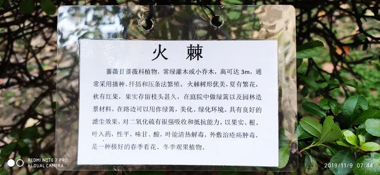 陪你一起看湖北省广水一中①——走进植物王国