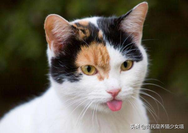 别再傻傻的只知道英短美短了,这几种中华田猫比它们名贵千百倍