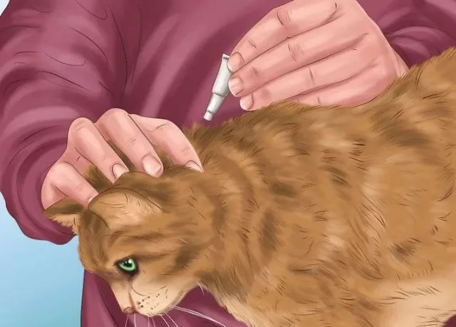 猫咪出现这些症状可能需要驱虫：食欲不振、消瘦、腹泻、呕吐、肛门瘙痒等