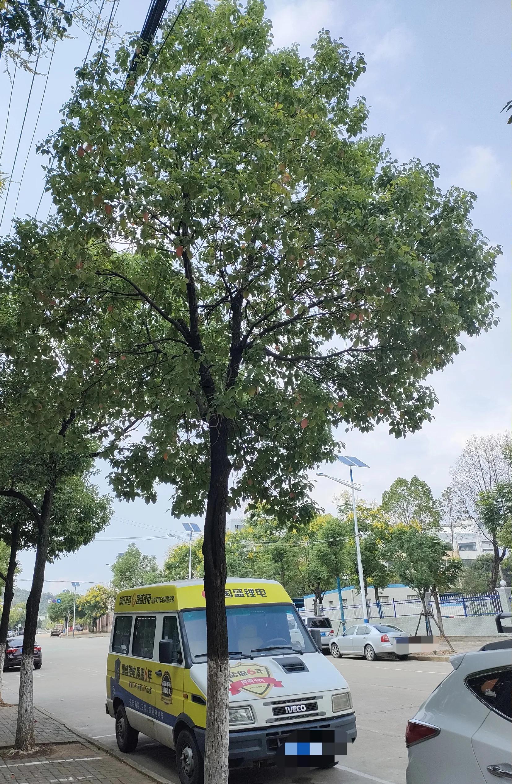 香樟树的作用(香樟树的作用与功效驱蚊)