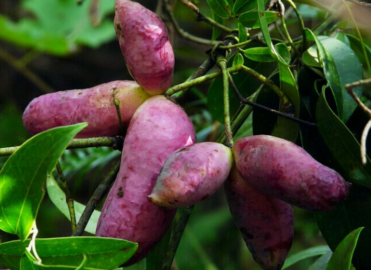 俗称"八月炸",酷似香蕉,熟后会"炸开",很多人没吃过