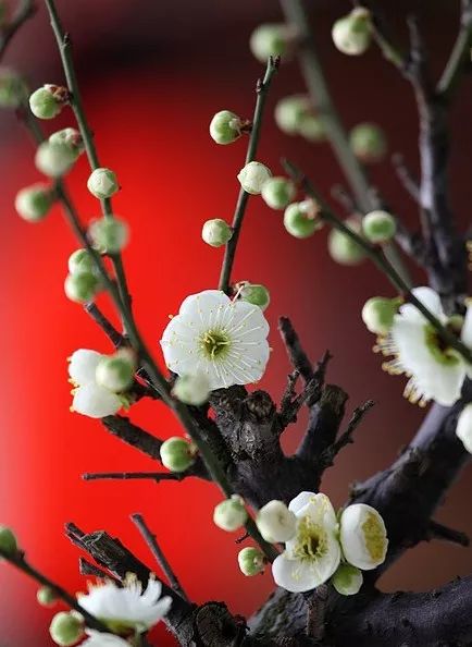 花中四君子
