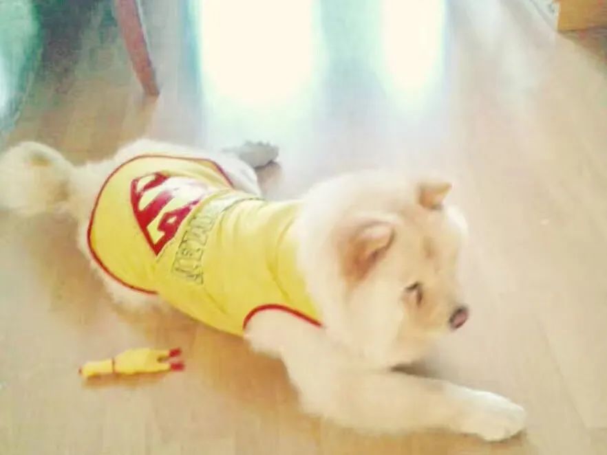 6种狗狗小时候和长大的对比！阿拉斯猪：岁月是把猪饲料