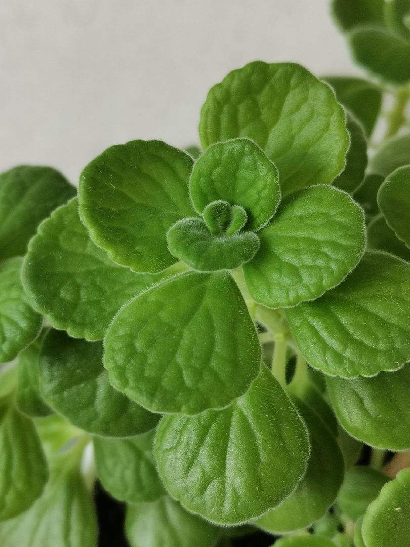 花香味浓的植物，有的人觉得香，有的人觉得臭