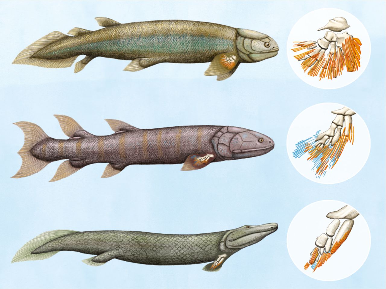 它的祖先约在3亿6千万年前(古生代泥盆纪时期)由一种生活