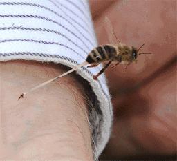 为什么蜜蜂蜇人后会死，蜜蜂：我不干净了，我想死