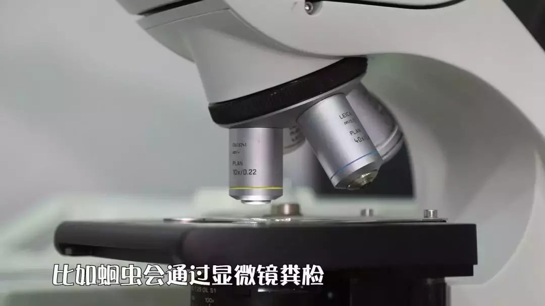 宠物什么时候做体检?有哪些种类,费用高吗?