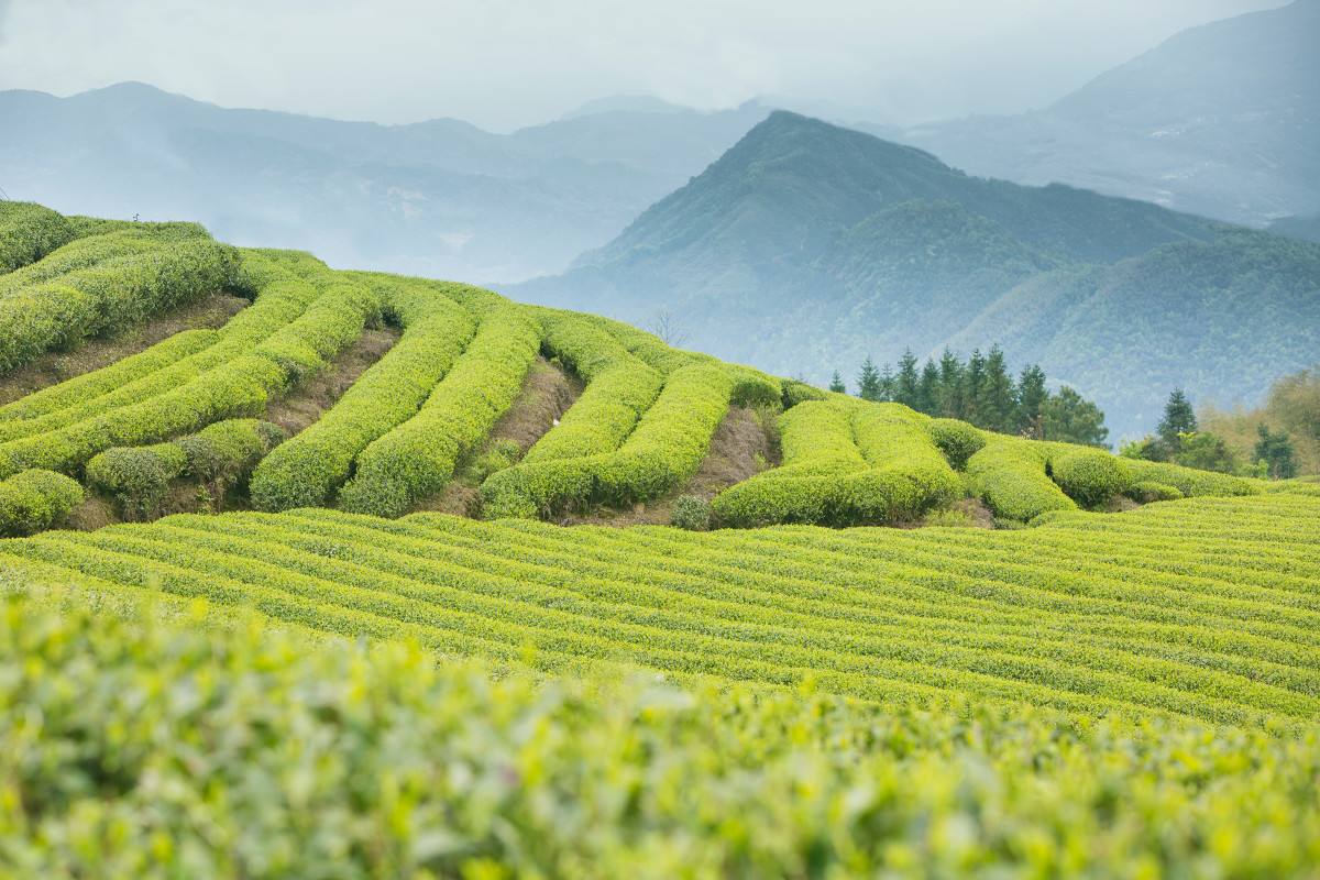 万亿微商市场乱象丛生：杨霞蜂蜜陈静酒成忽悠，从业人员2000万