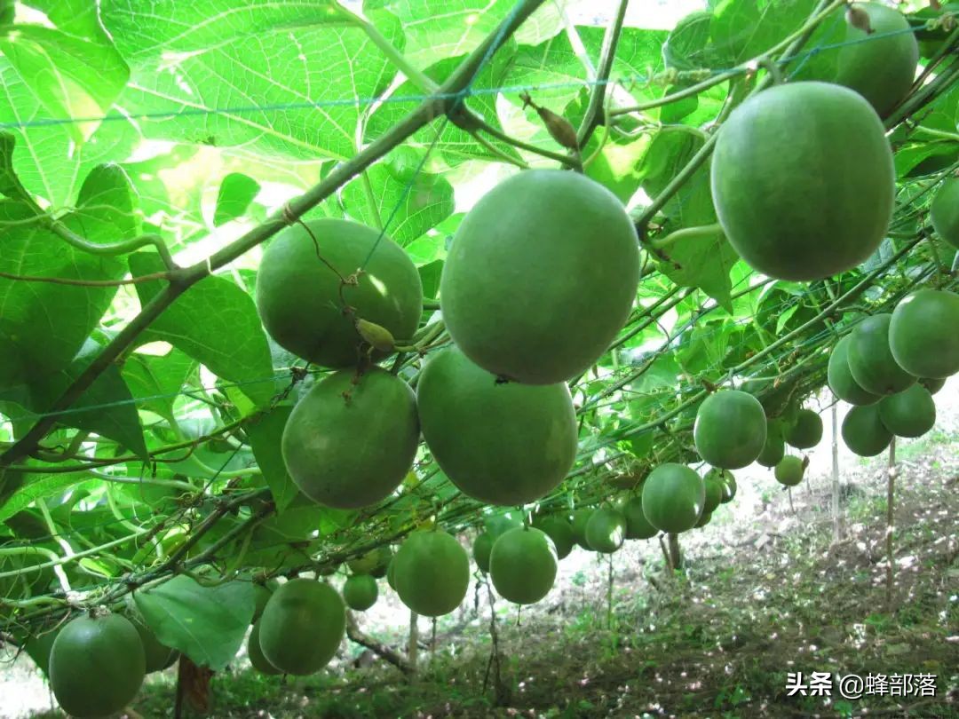 什么药材好种植,什么药材好种植又赚钱