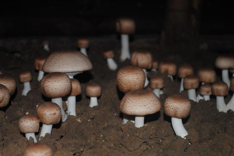 草菇图片大全（三十一种常见的菌类蘑菇图片）