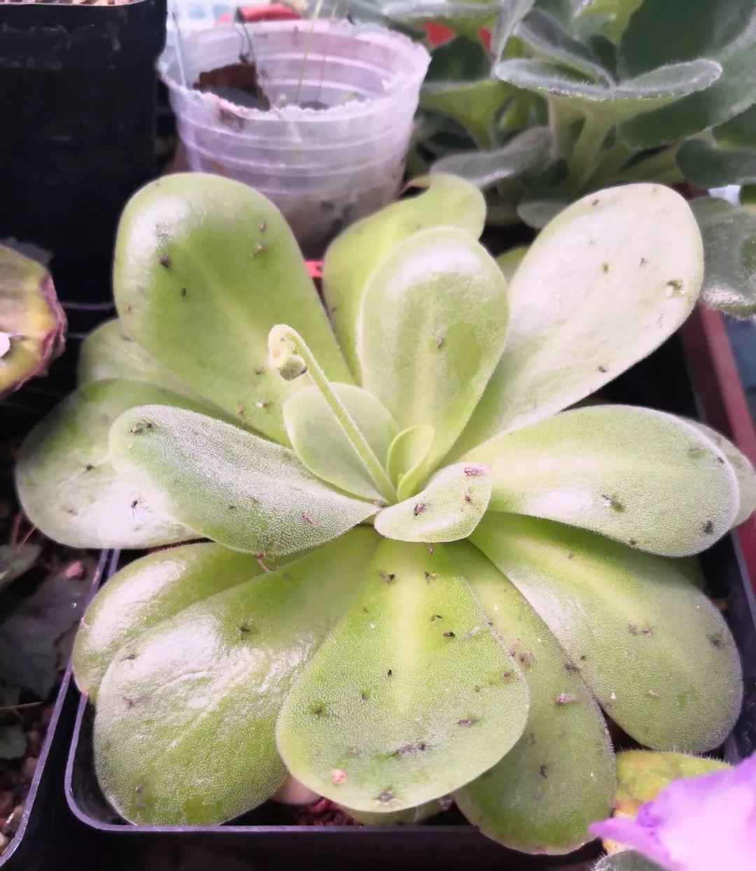 驱虫植物(12种吃蚊虫的花,养1盆,虫子全死光)