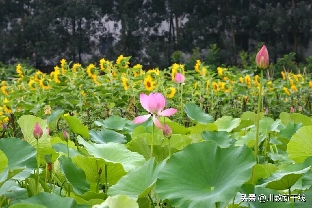 邓忠君：扎根四川大学锦城学院学生农场的“现代农夫”