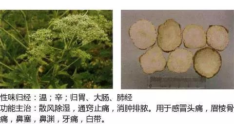 300个中草药图谱（附主治功效），知道一半就太牛了（上）