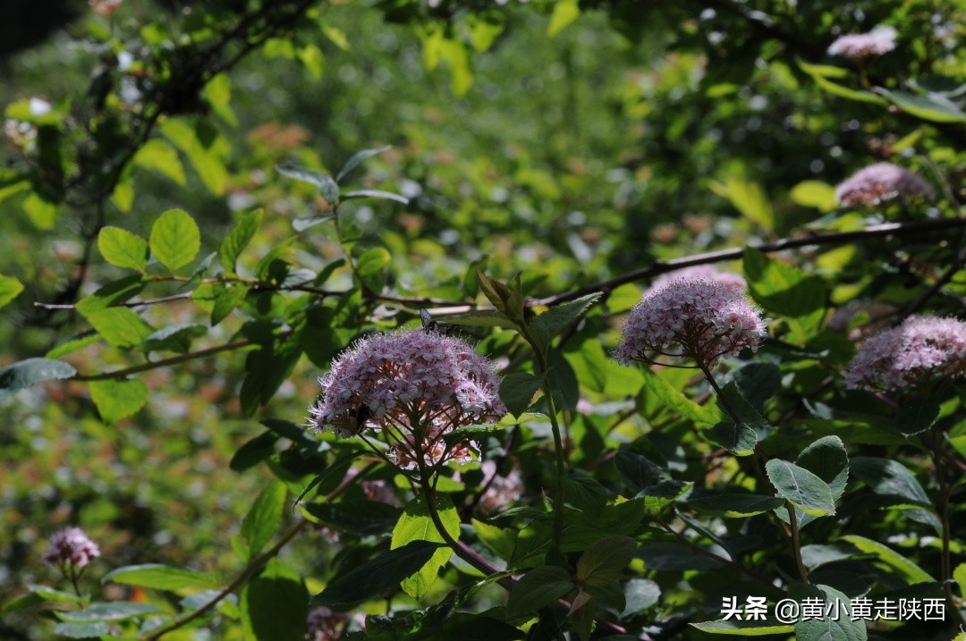 原来这便是秦岭72峪中的白石峪，藏在动物园后面，自驾车能开进山