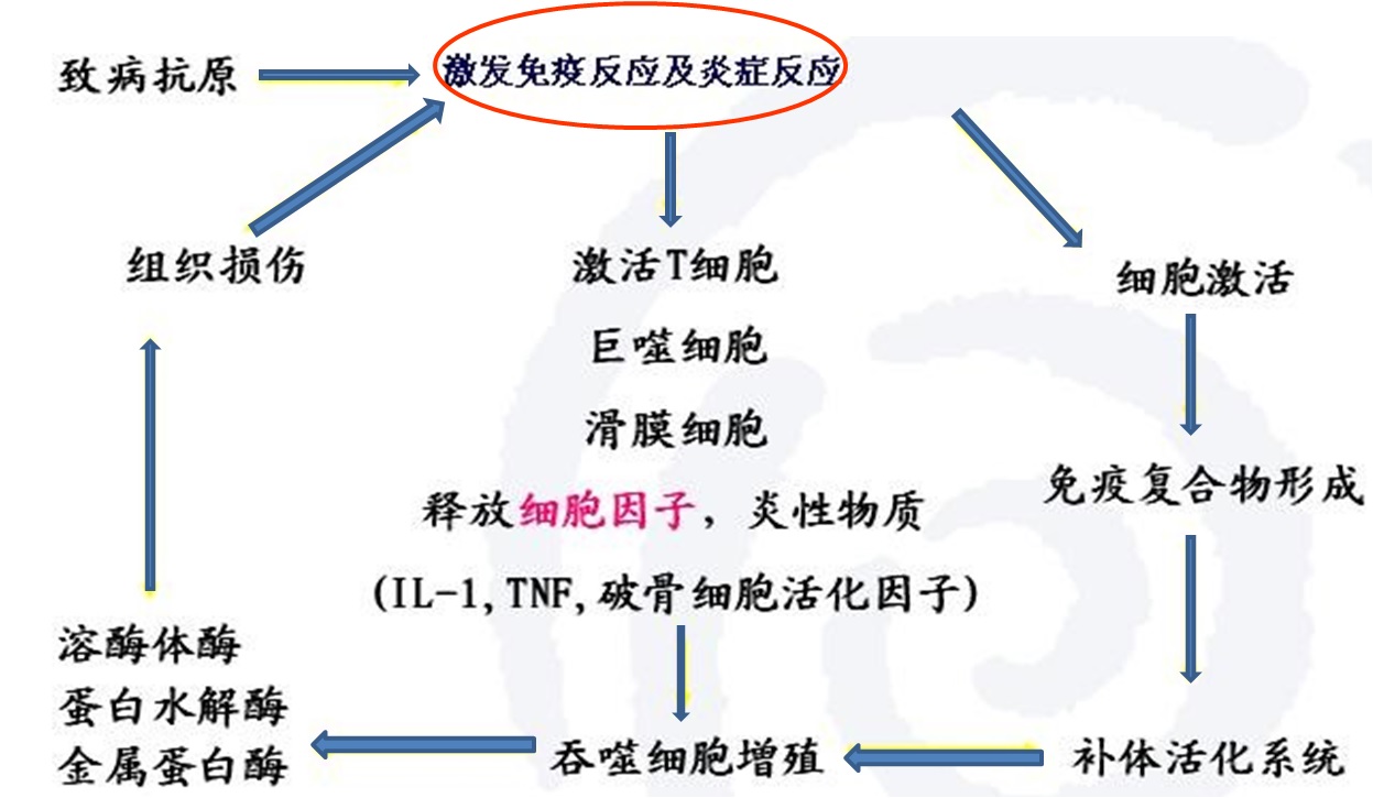 免疫与人体八大系统疾病的关系