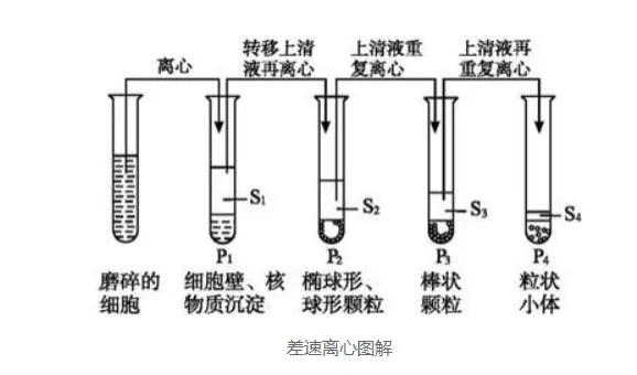密度梯度离心和差速离心的区别(细胞器内蛋白质制备须知)