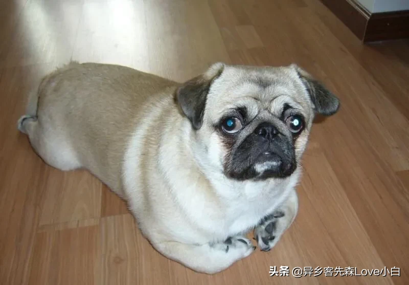 五种适合家养的mini宠物狗,你最喜欢哪种呢?