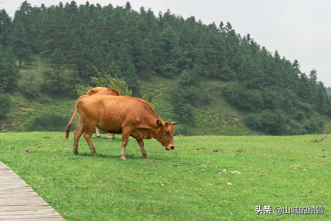 武隆旅行攻略丨南国第一草原，大片里的神奇秘境说的都是这里