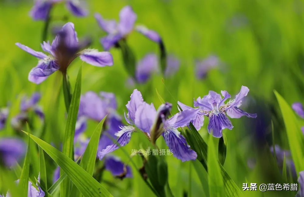 鸢尾兰长什么样子（实拍18张紫色的鸢尾花照片）