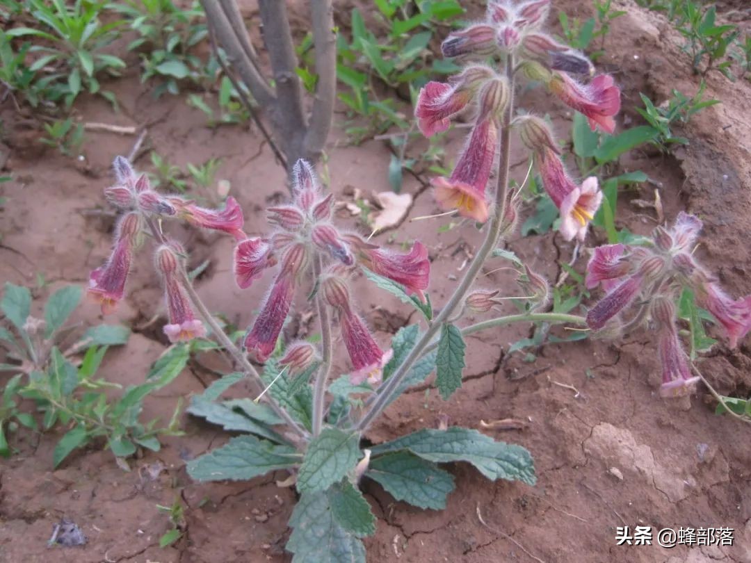 什么药材好种植,什么药材好种植又赚钱