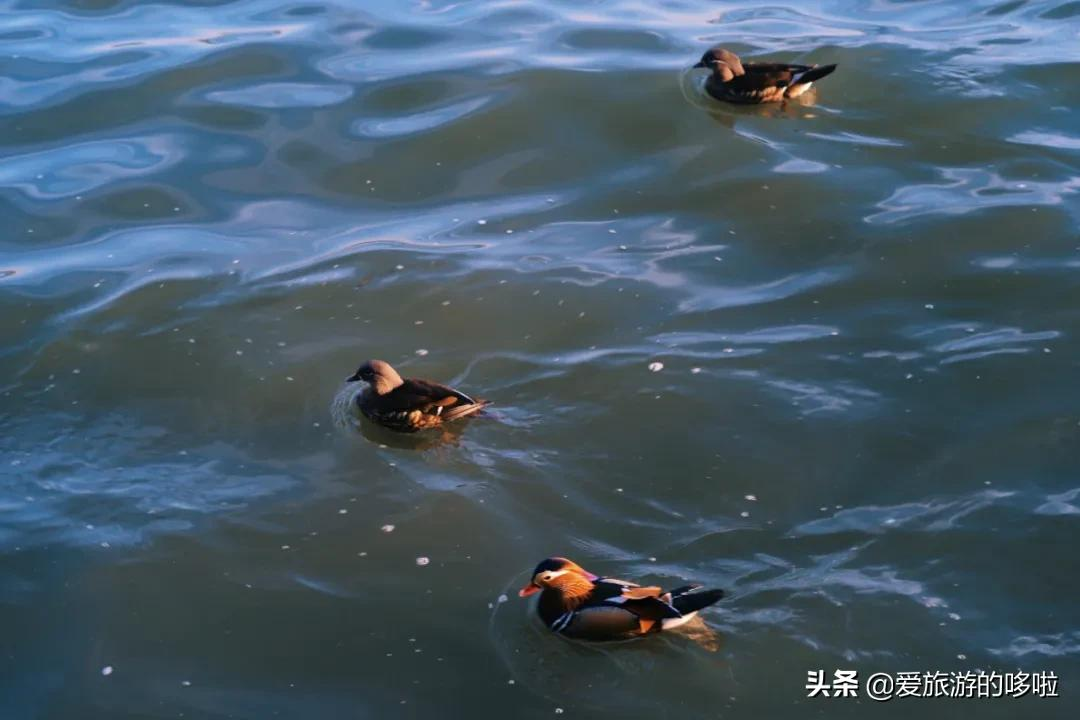 6块钱,包船游西湖