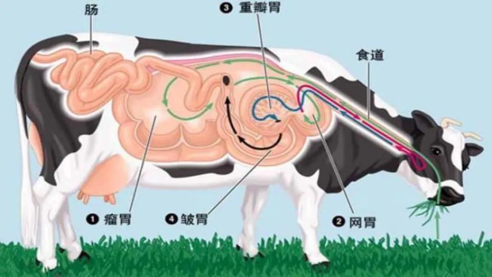 牛有几个肚子(三年级语文上册第十课《在牛肚子里旅行》课文笔记，预习的好帮手)