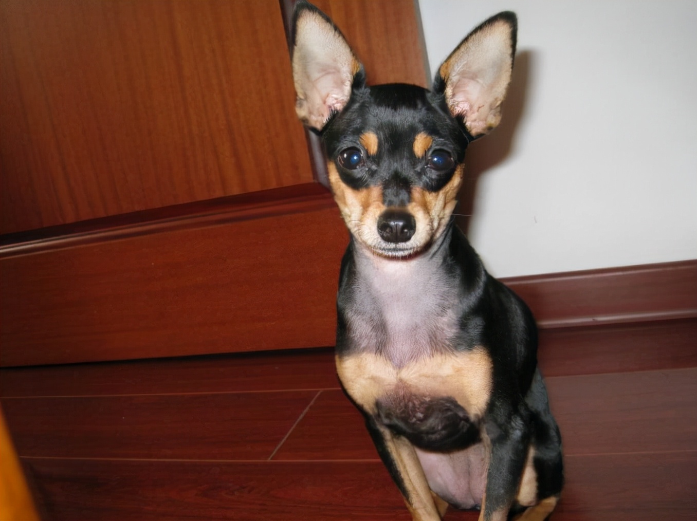 鹿犬图片(小鹿犬怎么养) - 赤虎壹号