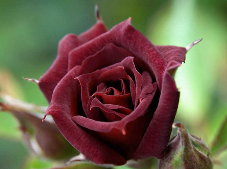 黑玫瑰的花语，不是暗黑系地下情，也不是虚伪的爱，而且温柔真心