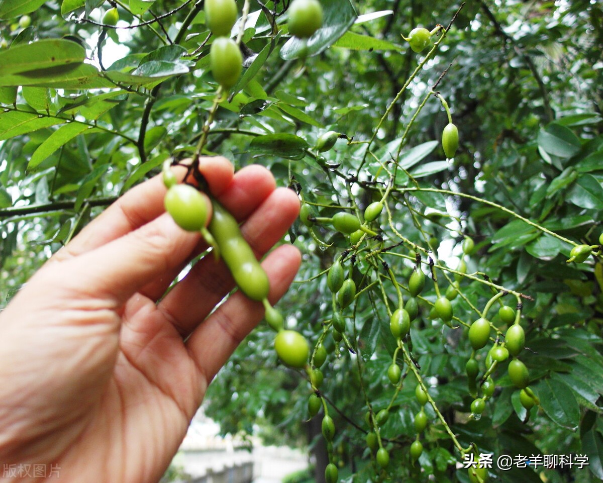 疯狂的洋槐:pk3000年历史的国槐,仅凭槐花炒鸡蛋就能后来居上?