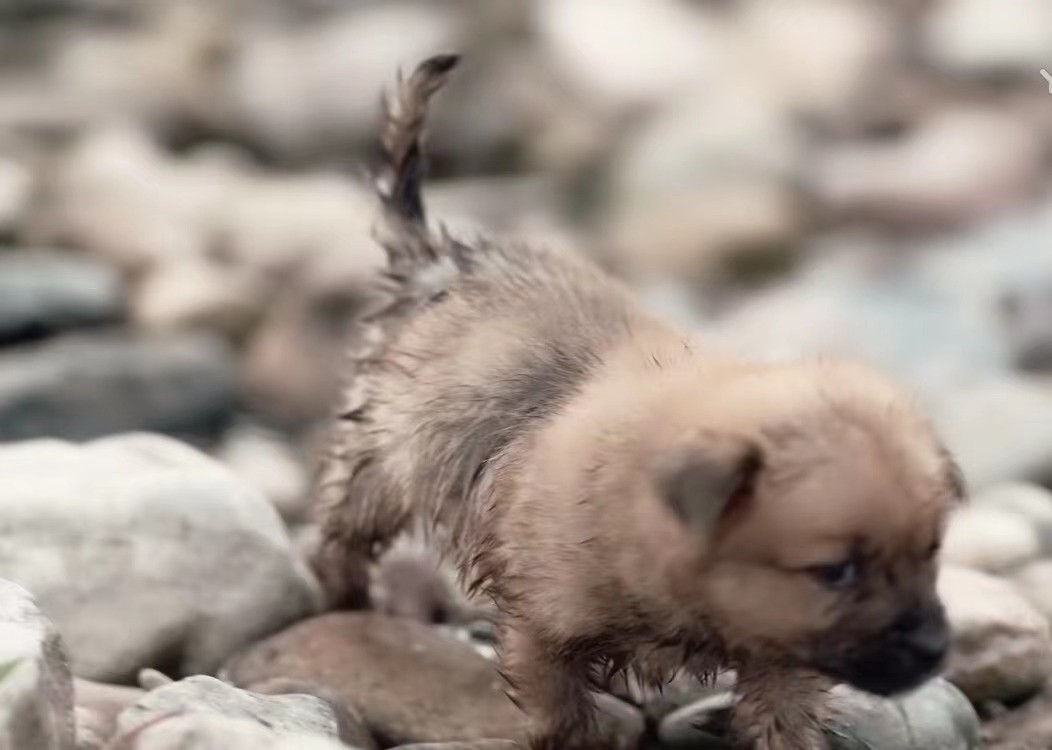 山河令|温周千年之恋16:"这小狗好可爱,它叫什么?""一锅"