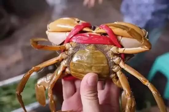 一只2000元，从杂蟹一跃成为蟹中贵族，这到底是一种怎样的螃蟹？