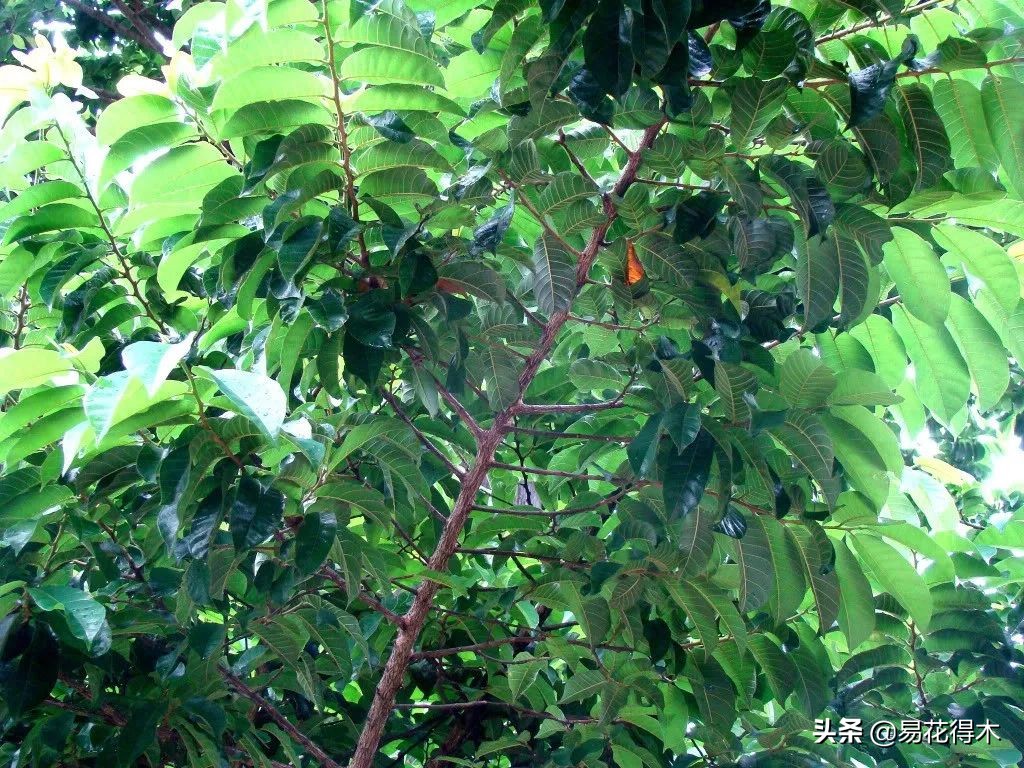 箭毒木(剧毒植物:见血封喉树和解毒良药"红背竹竿草")