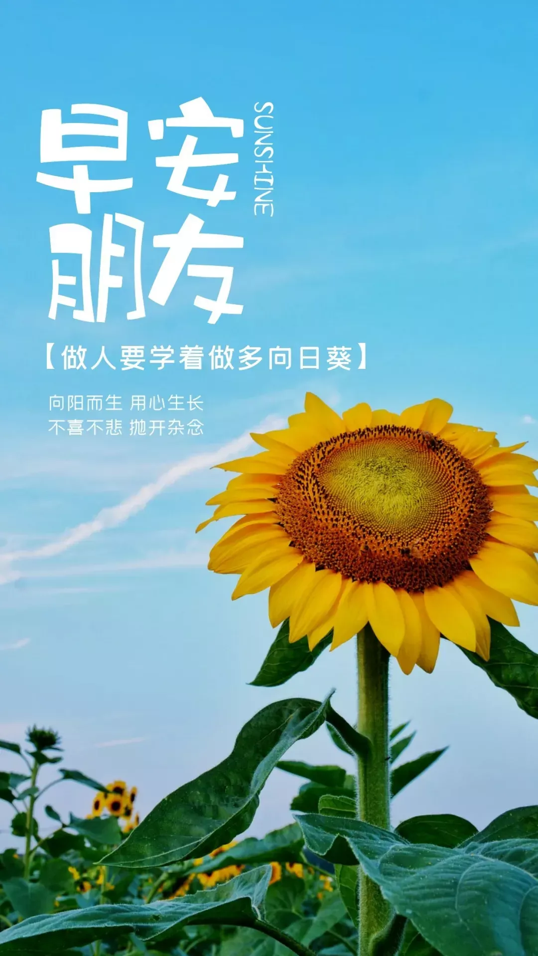 「2021.05.19」早安心语,正能量又是充满希望的一天继续笑着向前