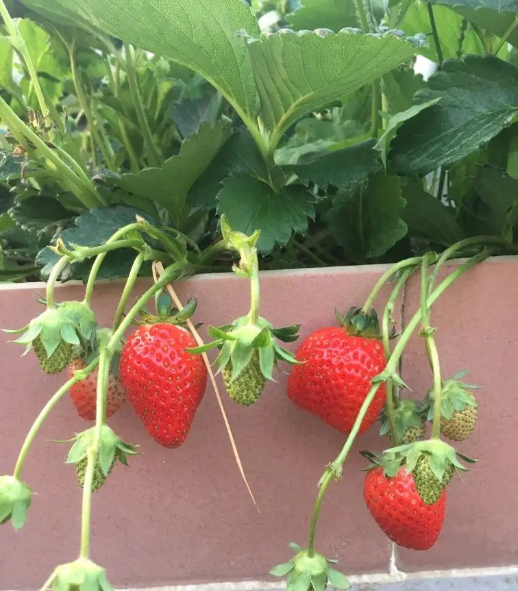 阳台种草莓的方法与技巧（阳台种草莓怎样结果多）